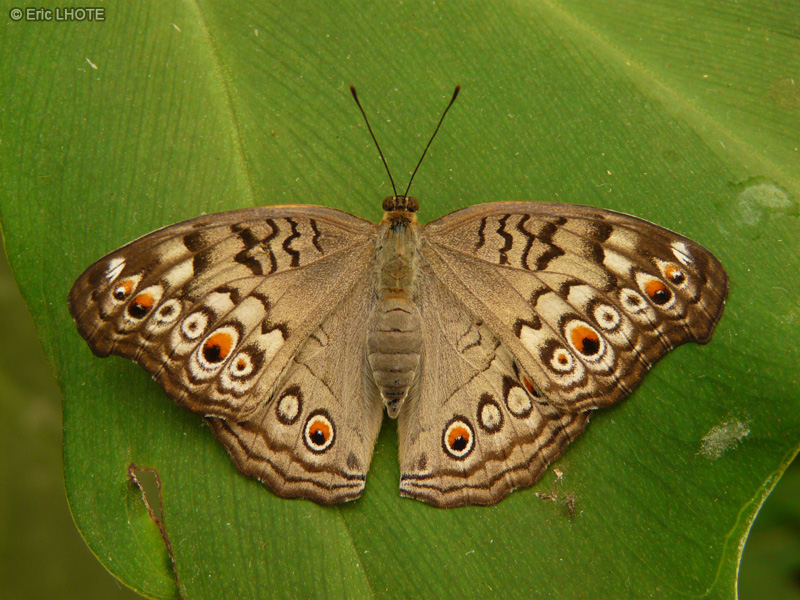 chenilles-papillons-137.jpg