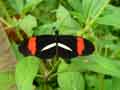 chenilles-papillons-106.jpg