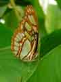 chenilles-papillons-111.jpg