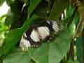chenilles-papillons-130.jpg