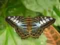 chenilles-papillons-139.jpg