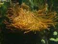 coraux-anemones-23.jpg