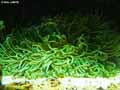 coraux-anemones-33.jpg