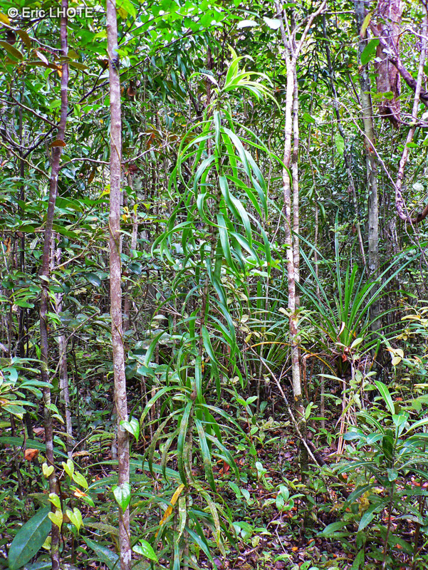 Fiche Dracaena reflexa