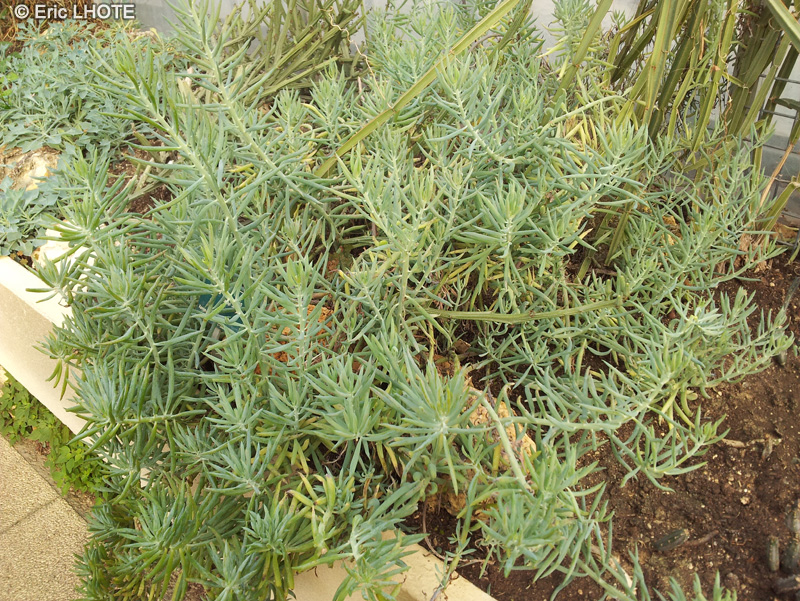 Asteraceae - Kleinia picticaulis - Kleinia