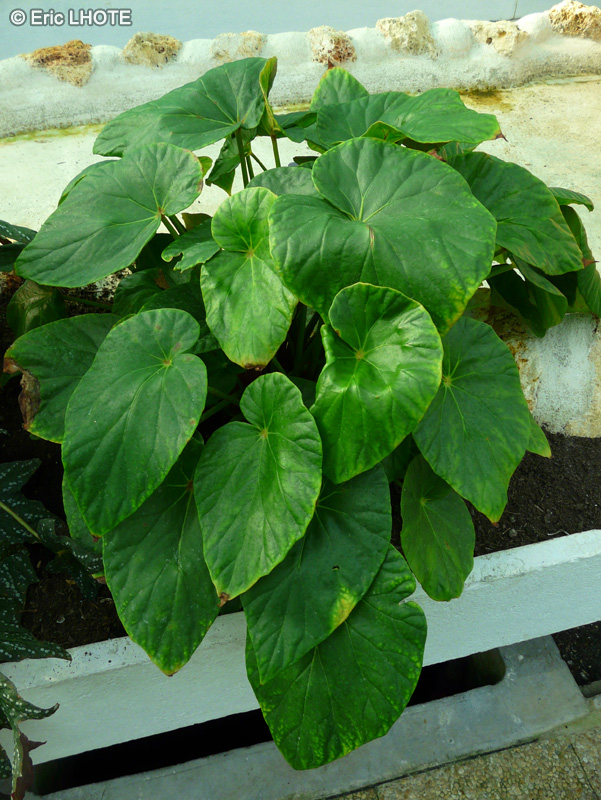 Begoniaceae - Begonia silletensis - Bégonia
