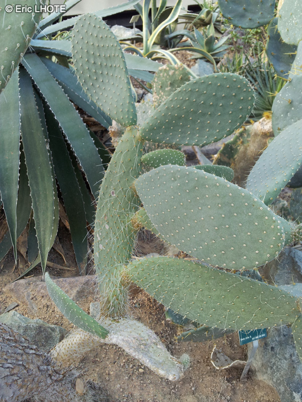 Cactaceae - Opuntia leucotricha - Oponce, Sémaphore, Duraznillo blanco, Nopal blanco