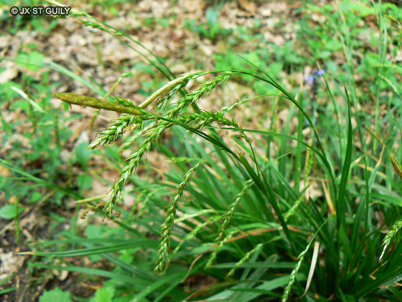 Cyperaceae - Carex sylvatica - Laîche des bois, Laîche des forêts