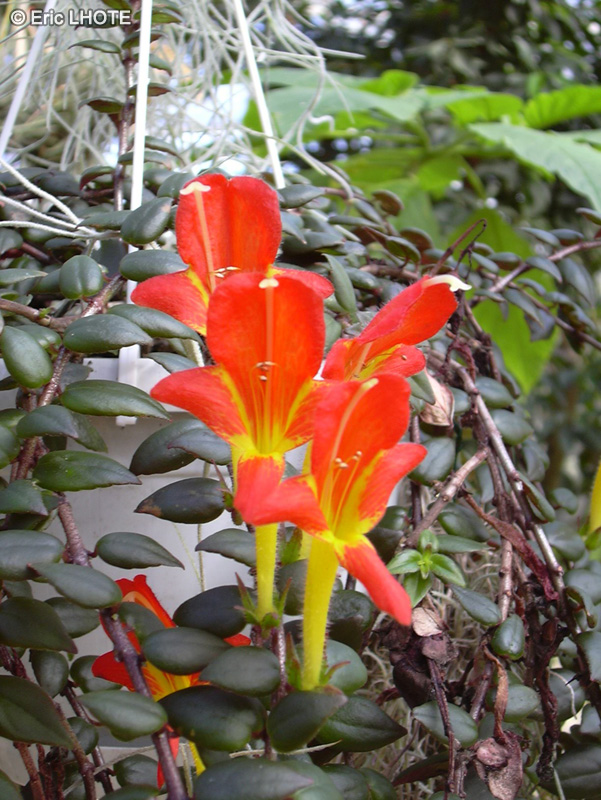 Gesneriaceae - Columnea gloriosa - Columnéa glorieuse