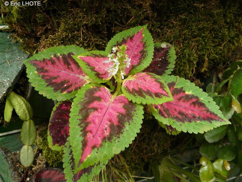 Lamiaceae - Solenostemon scutellariodes Picture Perfect Red - Coleus, Coliole, Vieux garçon, Plante anti-pisse