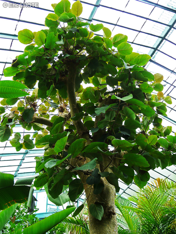 Moraceae - Ficus populifolia - Figuier à feuilles de Peuplier