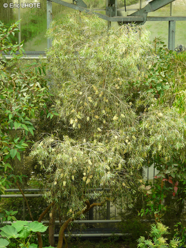 Myrtaceae - Callistemon salignus - Rince-bouteille, Rince-biberon, Plante goupillon