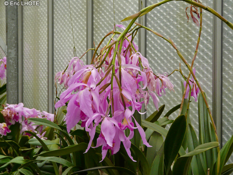 Orchidaceae - Cattleya x maxima - Cattleya