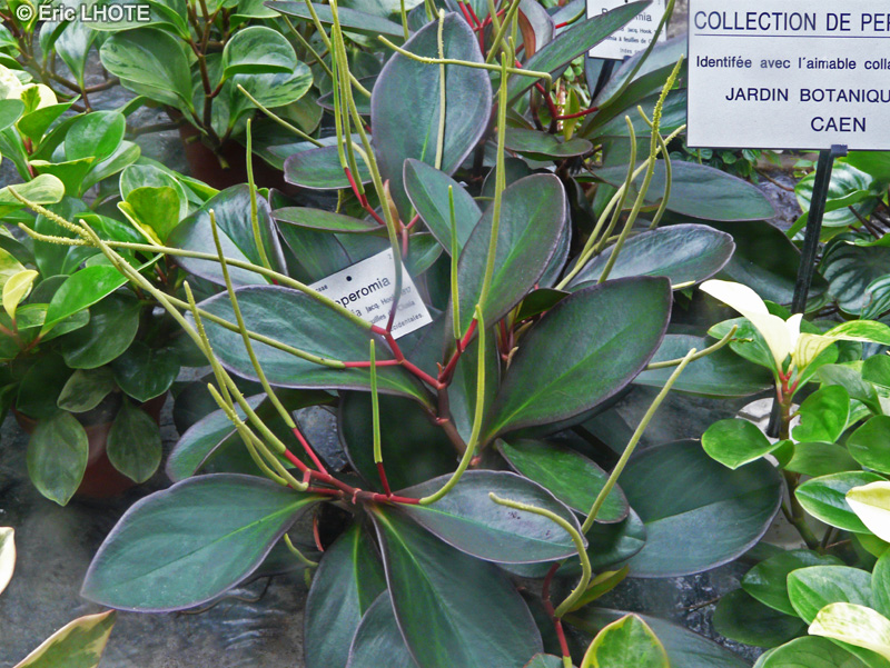 Piperaceae - Peperomia clusiifolia - Peperomia tricolore