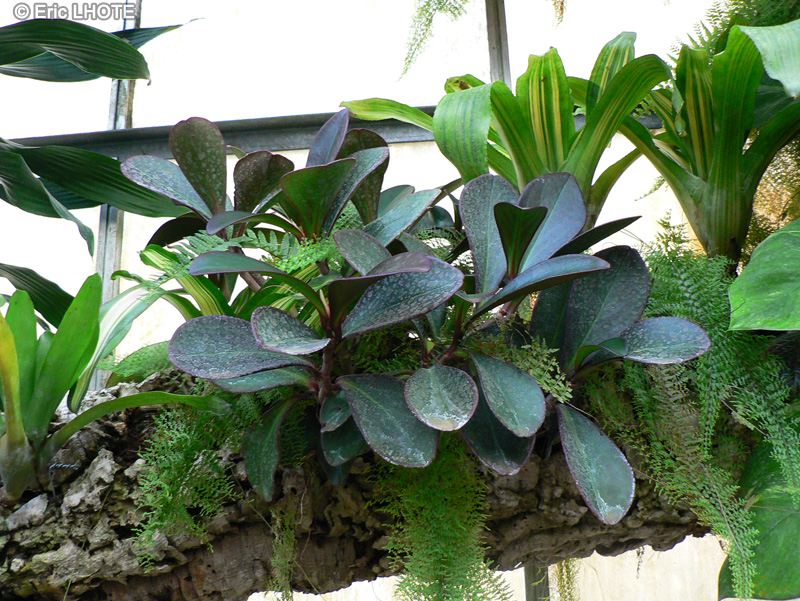 Piperaceae - Peperomia obtusifolia, Piper obtusifolium - Pourpier des bois, Pépéromia à feuilles obtuses