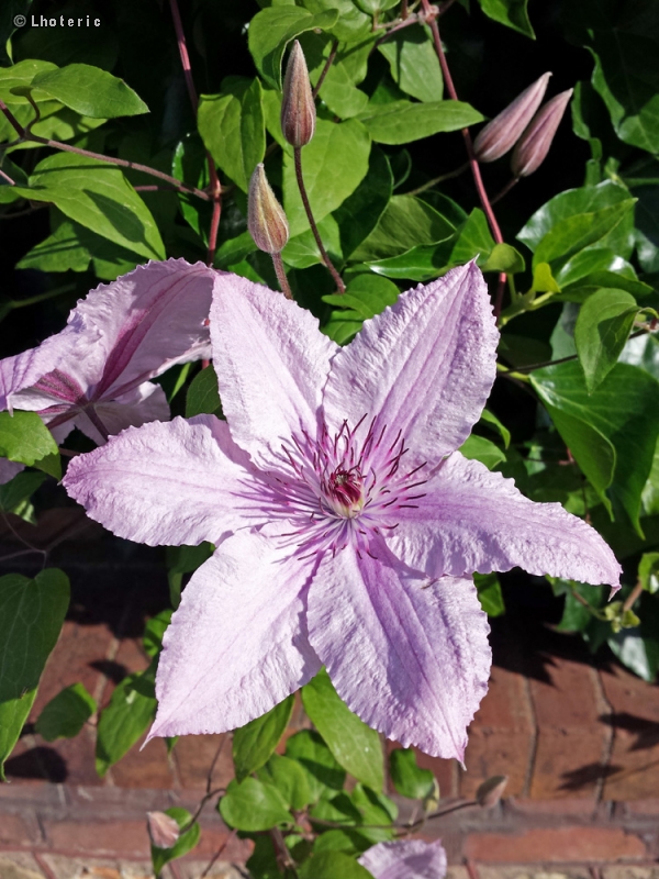 Ranunculaceae - Clematis Jackmanii Hagley Hybrid - Clematis