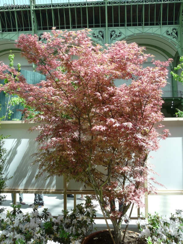 Sapindaceae - Acer palmatum Shirazz - Erable palmé