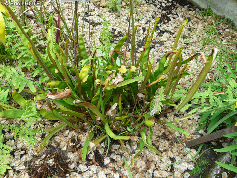  - Sarracenia leucophylla, Sarracenia drummondii - 