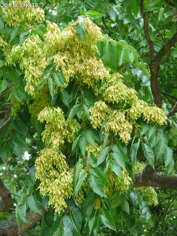  - Ailanthus altissima, Ailanthus glandulosa - 