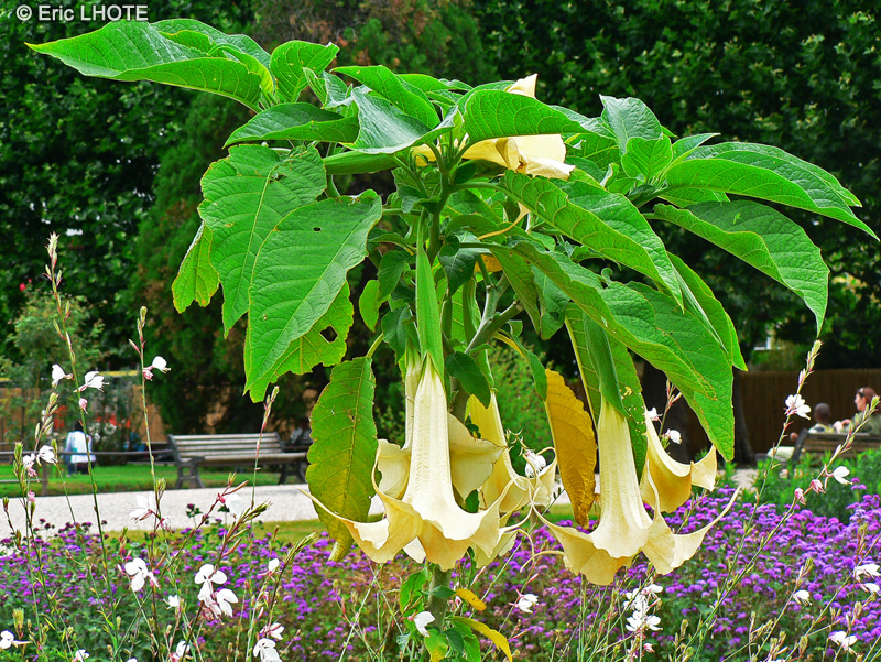 Solanaceae - Brugmansia candida - Trompette des anges