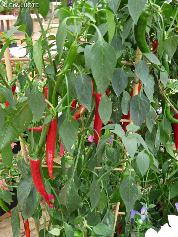 Solanaceae - Capsicum annuum - Piment rouge, Piment fort, Piment de Cayenne, Piment d’ornement