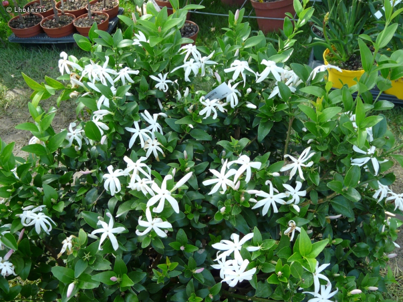 Solanaceae - Jasminum multipartitum - Jasmin