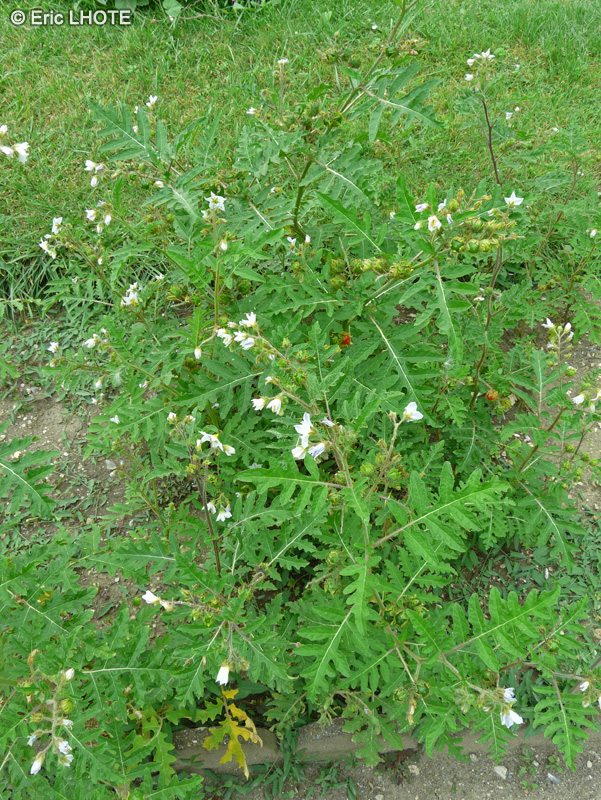  - Solanum sisymbrifolium - 