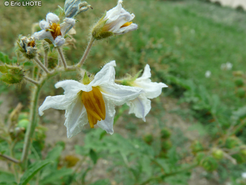 Solanaceae - Solanum sisymbrifolium - Morelle de Balbis