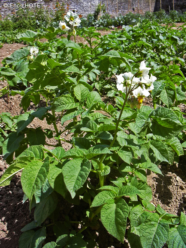 Solanaceae - Solanum tuberosum - Pomme de terre, Patate