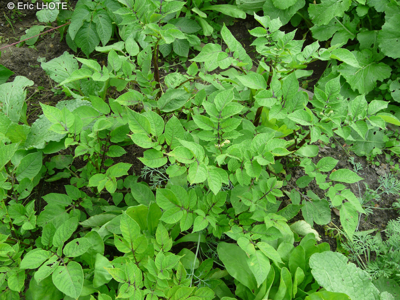 Solanaceae - Solanum tuberosum Vitelotte - Pomme de terre Vitelotte, Patate Vitelotte