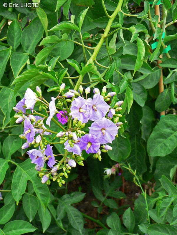 Solanaceae - Solanum wendlandii - Solanum de Wendland