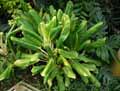 Araceae-Aglaonema-costatum-King-of-Siam-Aglaonema.jpg