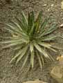 Asparagaceae-Agave-filifera-Agave-poilu.jpg