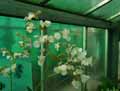 Begonia acutiloba