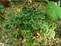 Begonia bowerae var. nigramarga