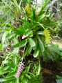 Bromeliaceae-Aechmea-apocalyptica-Aechmea-Vase-d-argent-9187.jpg