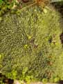 Deuterocohnia brevifolia grisebach
