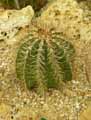 Astrophytum ornatum f. spirale
