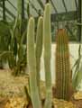 Cactaceae-Cleistocactus-jujuyensis-Cleistocactus-de-Jujuy.jpg
