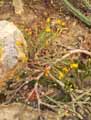 Hatiora salicornoides, Rhipsalis salicornioides