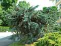 Cupressaceae-Juniperus-media-Genevrier.jpg
