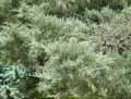 Cupressaceae-Juniperus-virginiana-Genevrier-de-Virginie.jpg
