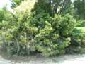 Cupressaceae-Juniperus-x-media-Pfitzeriana-Genevrier.jpg