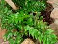 Dryopteridaceae-Cyrtomium-falcatum-Fougere-Houx.jpg