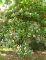 Ericaceae-Rhododendron-decorum-Rhododendron.jpg