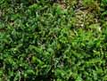 Fabaceae-Astragalus-onobrychis-Astragale-esparcette-Astragale-Faux-Sainfoin.jpg
