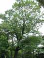 Fagaceae-Quercus-castaneifolia-Chene-a-feuilles-de-Chataignier.jpg