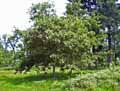 Fagaceae-Quercus-palustris-Chene-des-marais.jpg