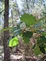 Fagaceae-Quercus-pubescens-Chene-pubescent-Chene-blanc.jpg