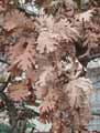 Fagaceae-Quercus-pyrenaica-Chene-tauzin.jpg